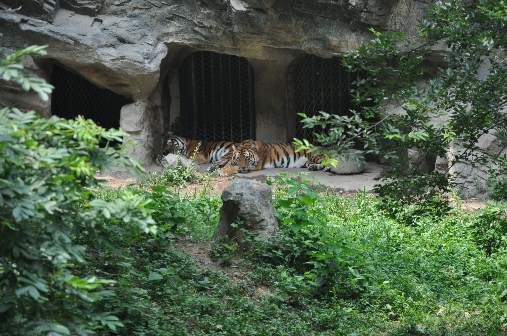 2017-06-08 South China tiger