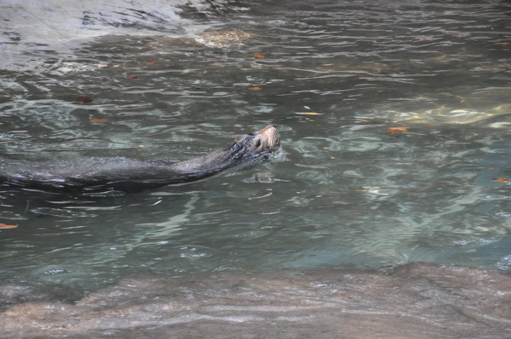 2017-10-01 California sea lion