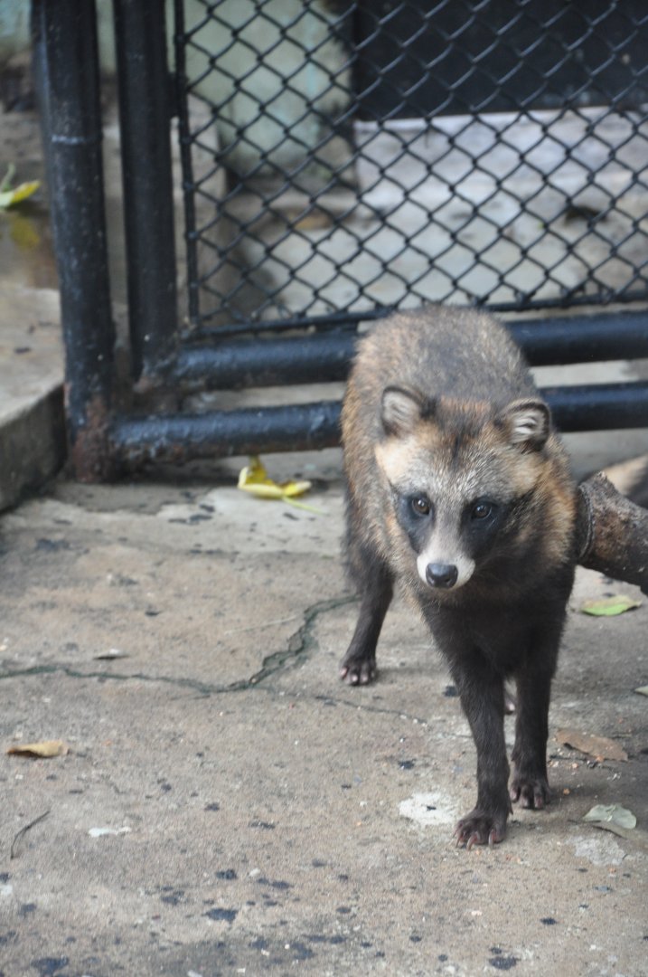 2017-10-01 Chinese raccoon dog