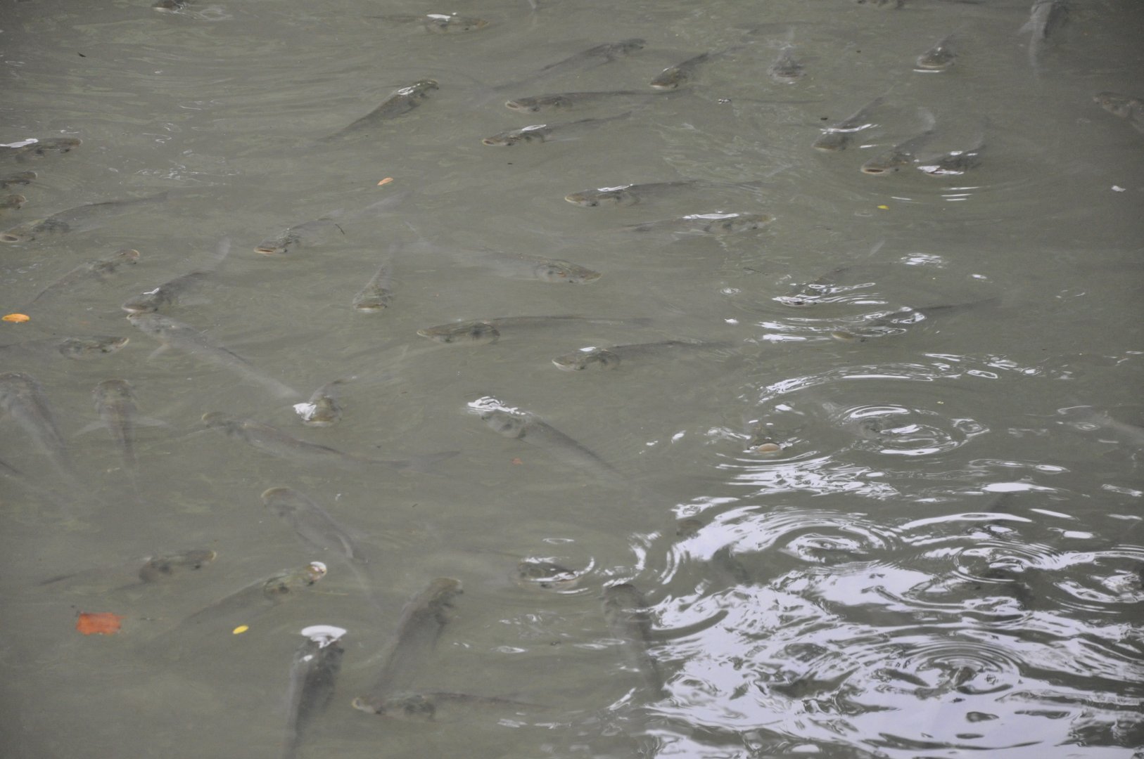 2017-10-01 Silver carp