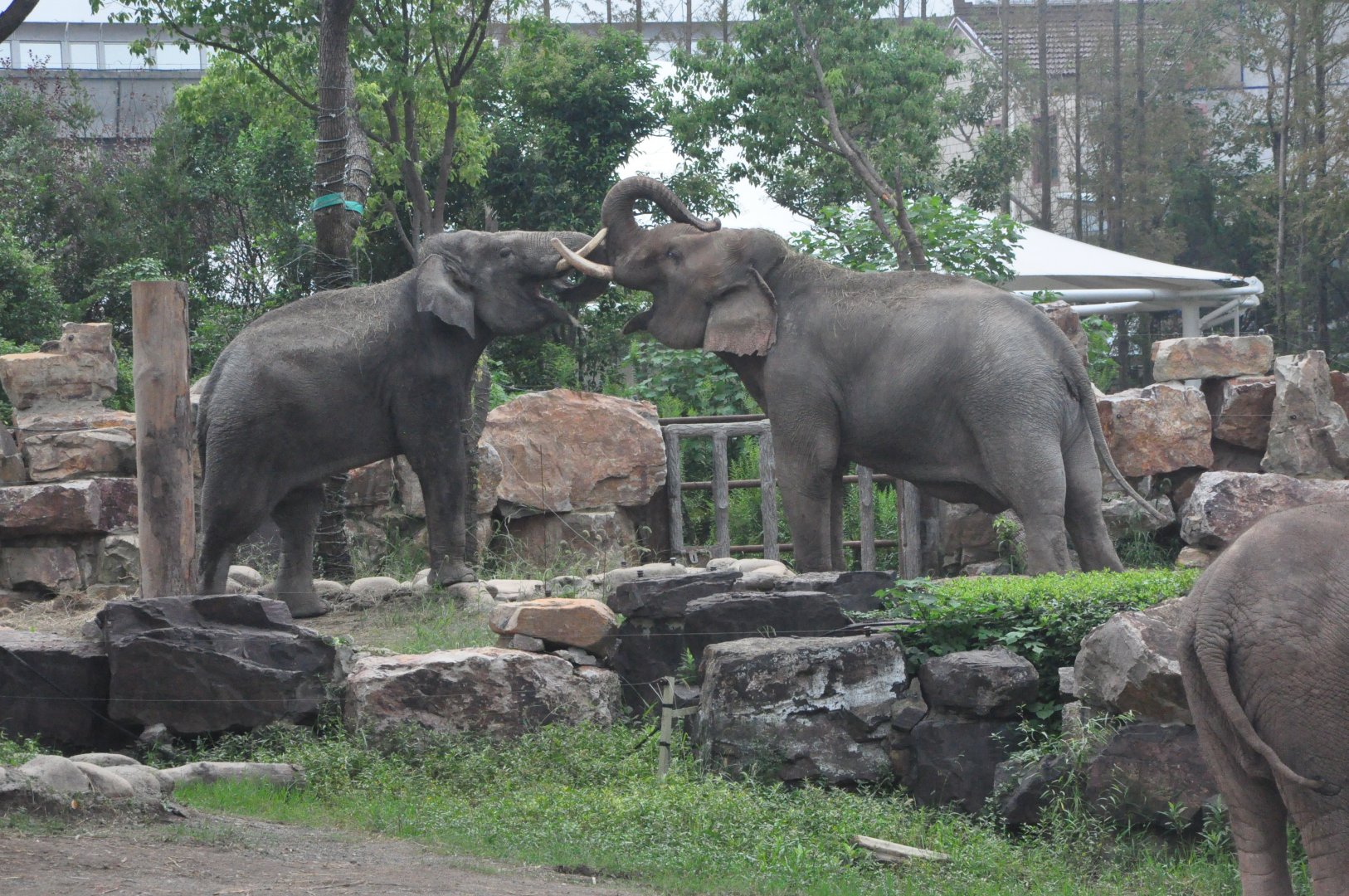 2017-10-02 Asian elephant
