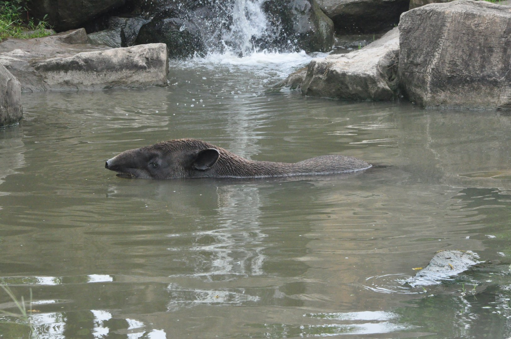 2017-10-02 Baird's tapir