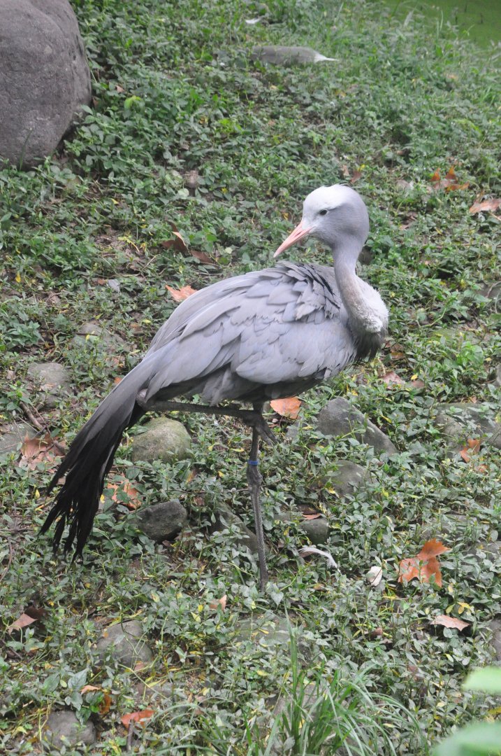 2017-10-02 Blue crane