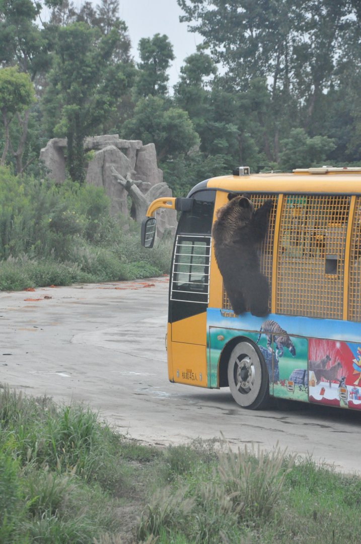 2017-10-02 Brown Bear