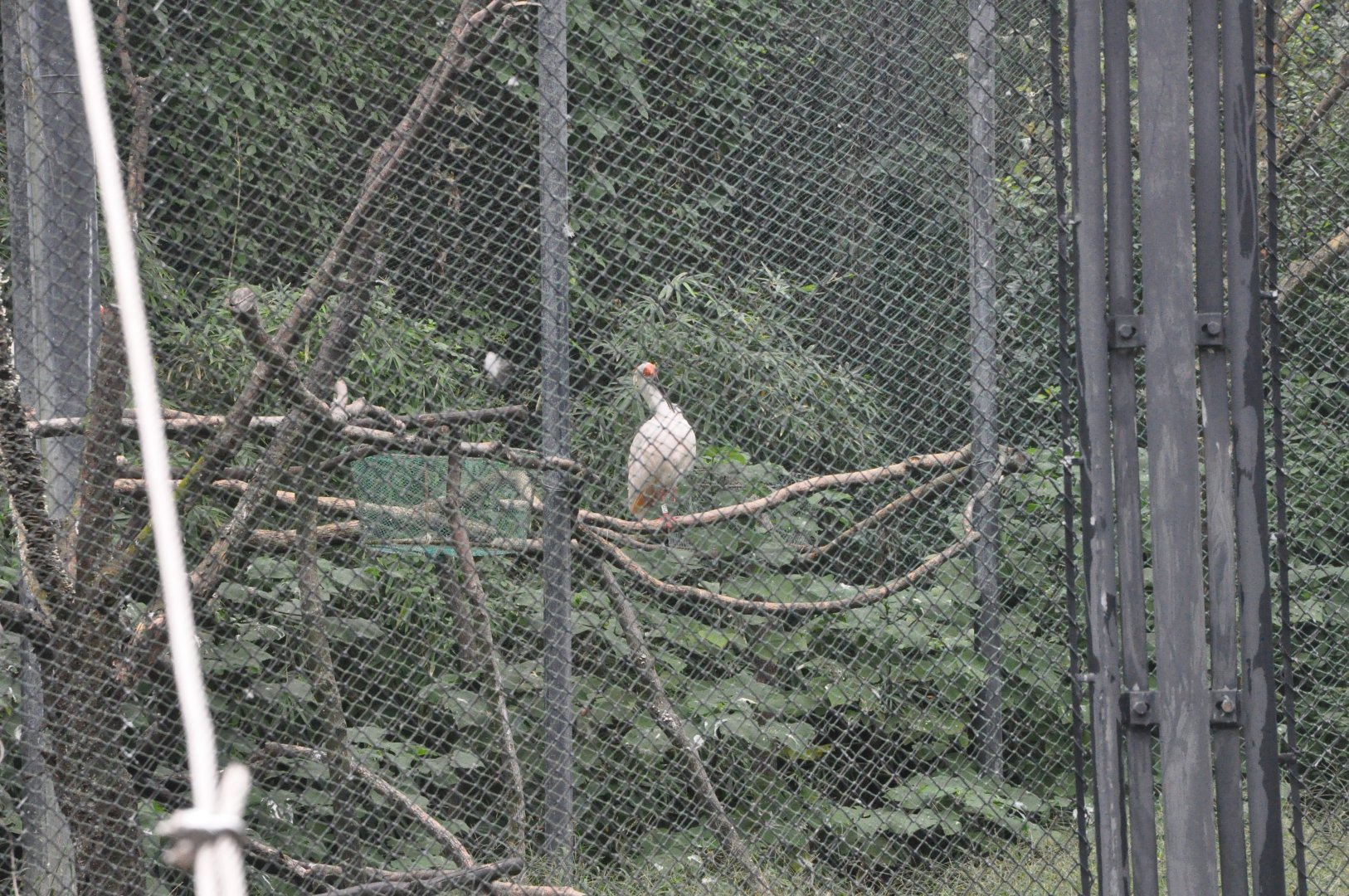 2017-10-02 Crested ibis
