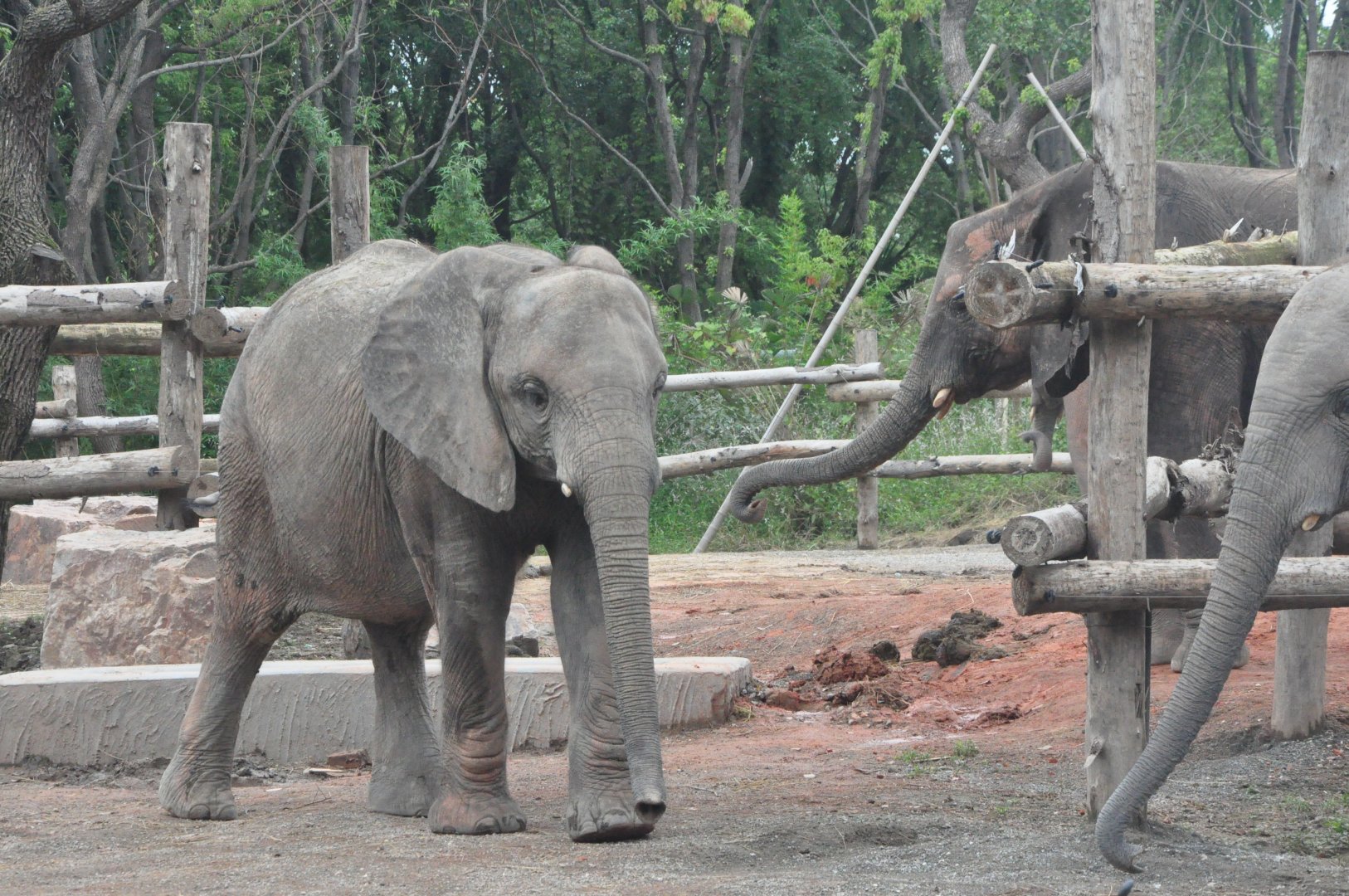2017-10-02 Herd of African bush elephants