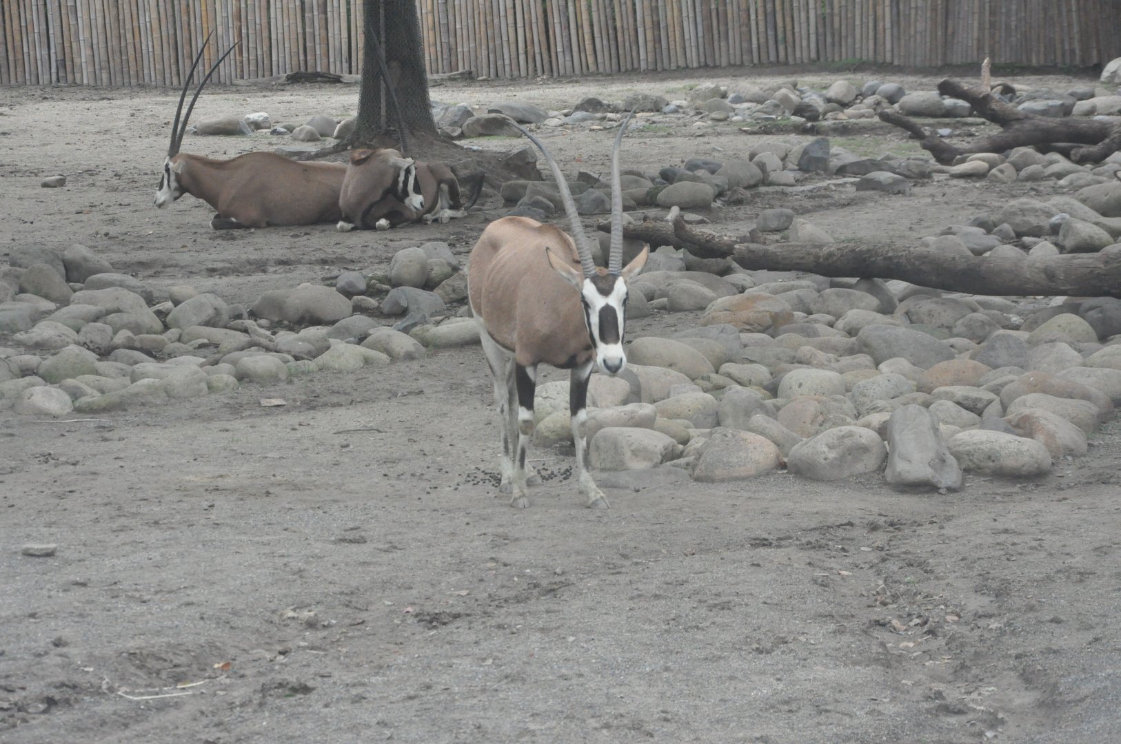 2017-10-02 Is it Beisa?