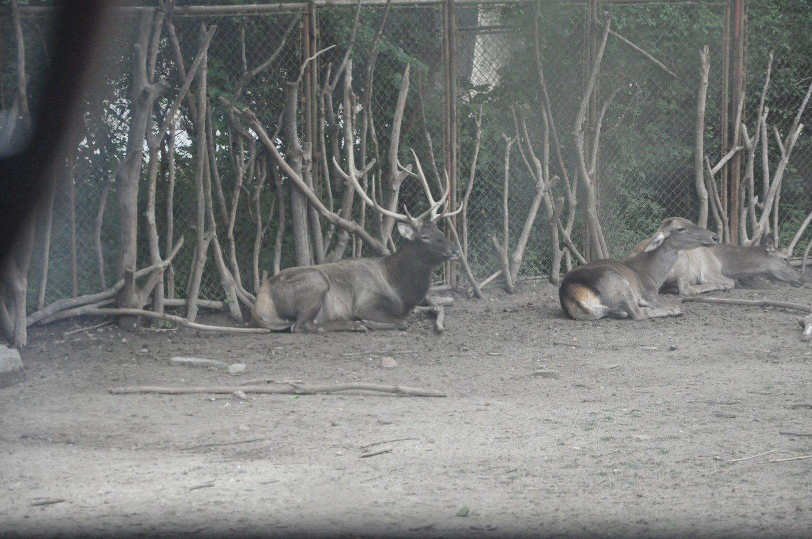 2017-10-02 Manchurian wapiti