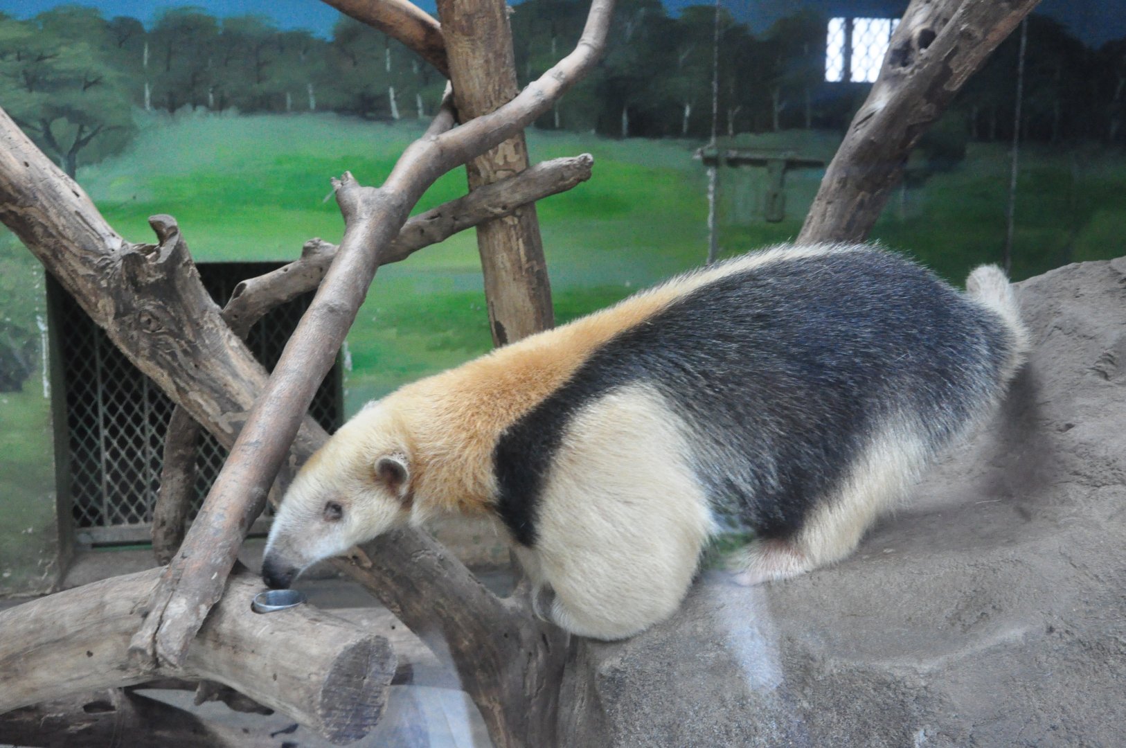 2017-10-02 Tamandua