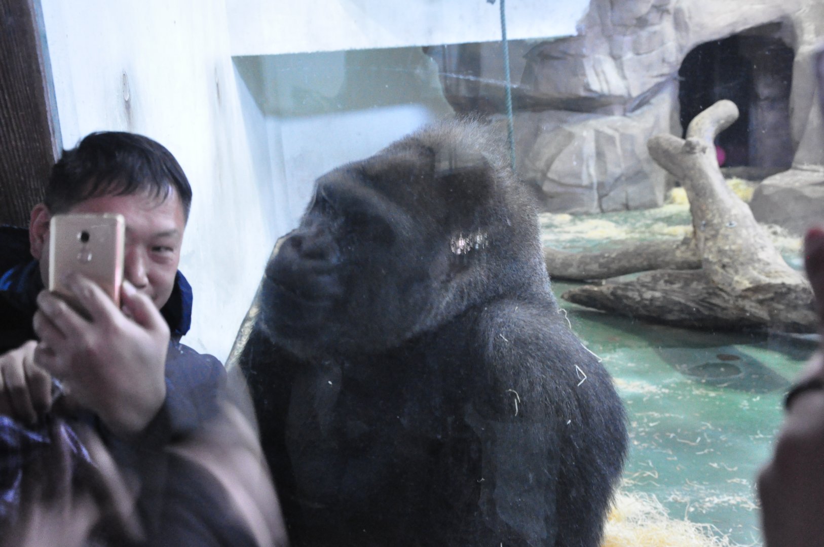 2017-12-28 Western gorilla