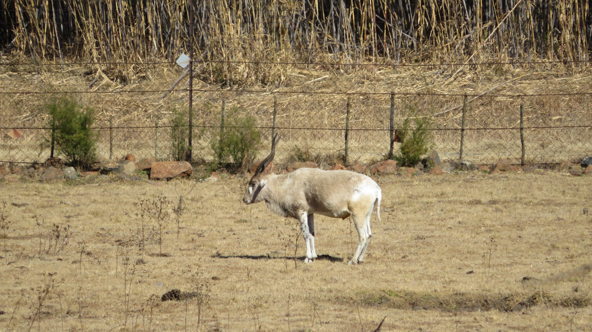 2017 Addax (Addax nasomaculatus)