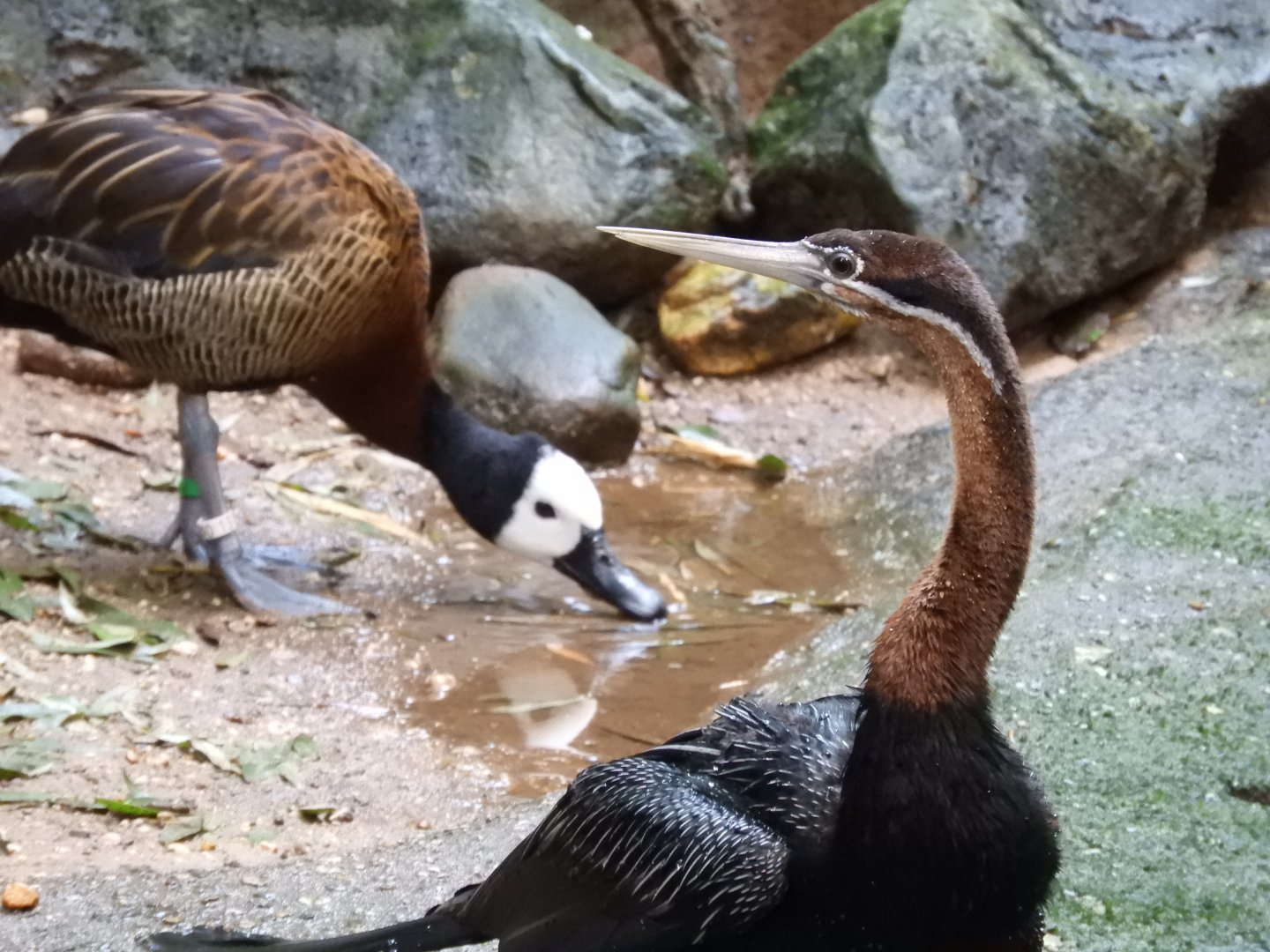 [2017] African darter and white-faced whistling duck
