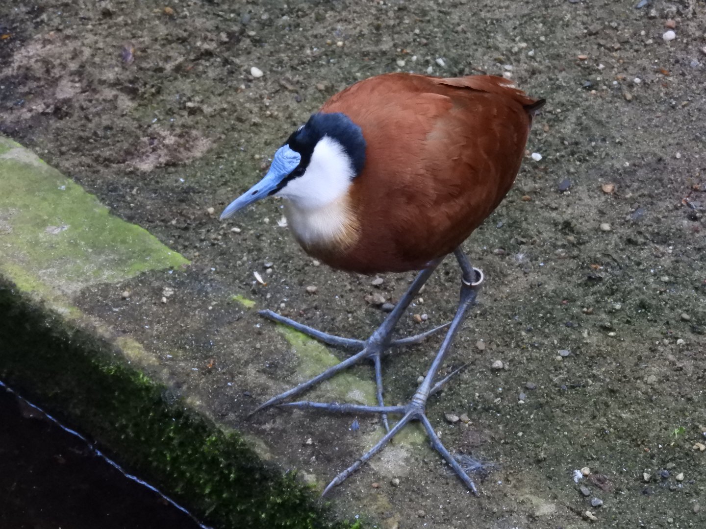 [2017] African jacana