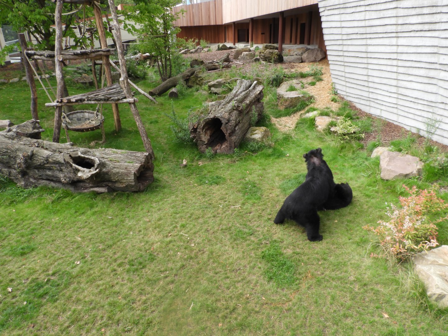 [2017] Andean bear enclosure