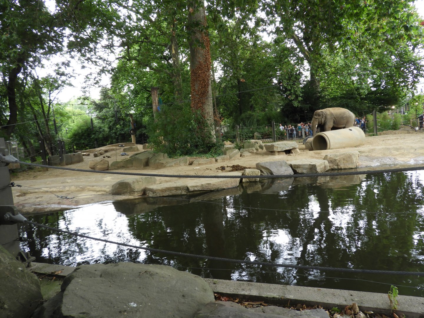 [2017] Asian elephant enclosure