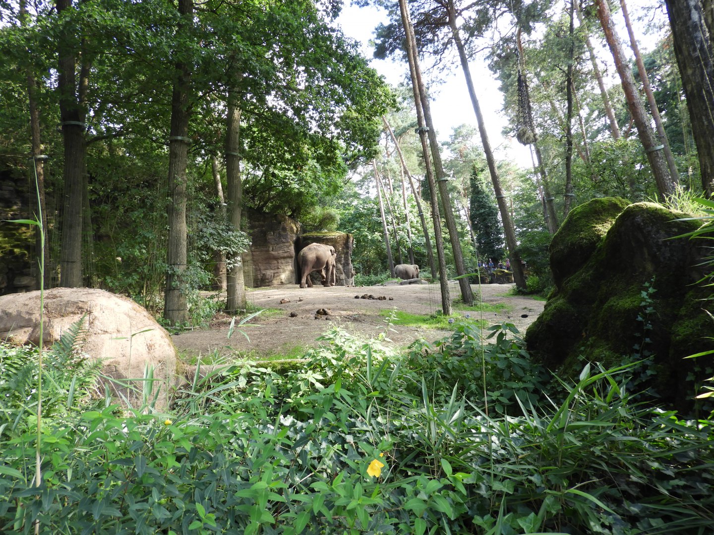 [2017] Asian elephant enclosure