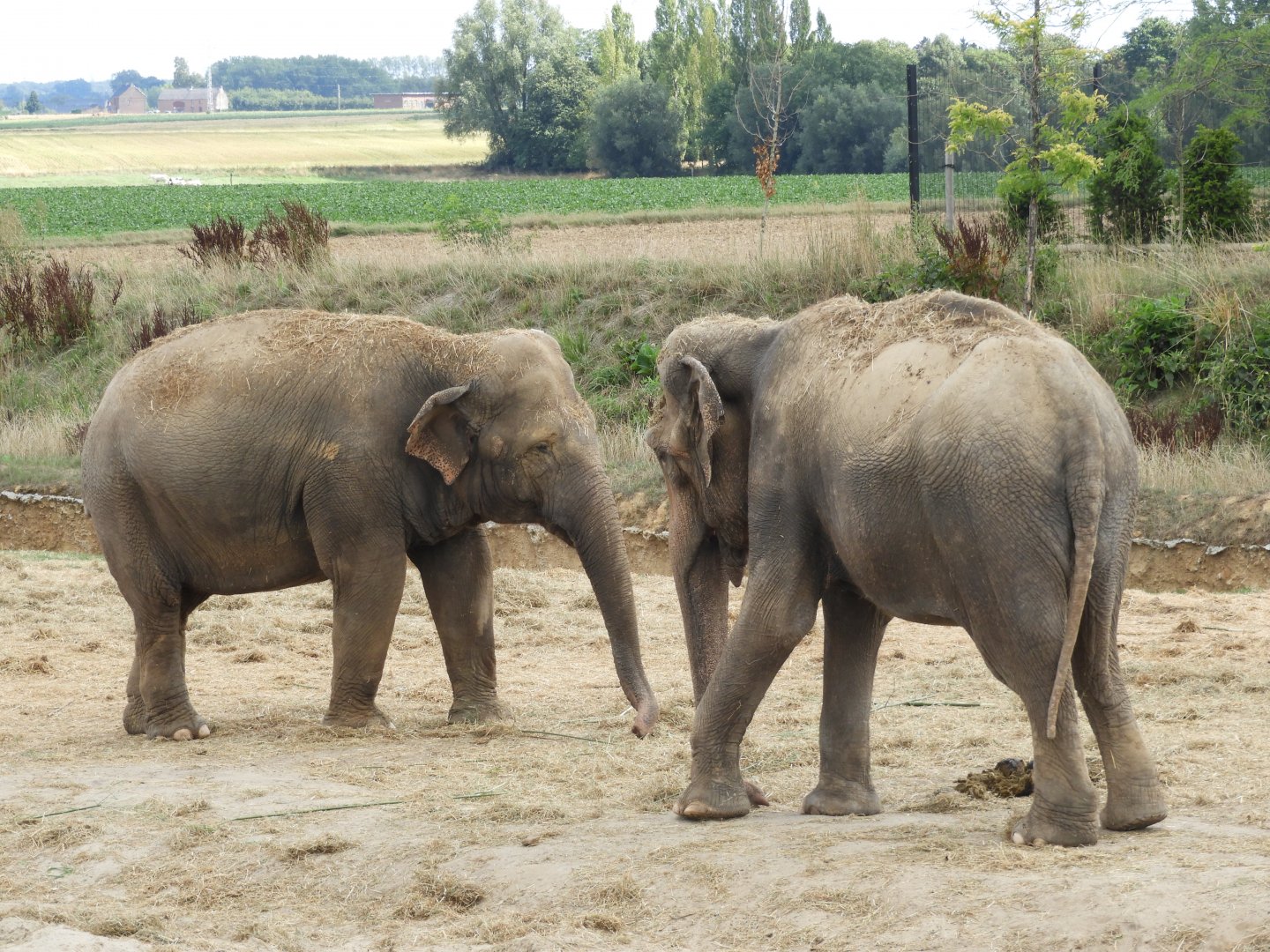 [2017] Asian elephants