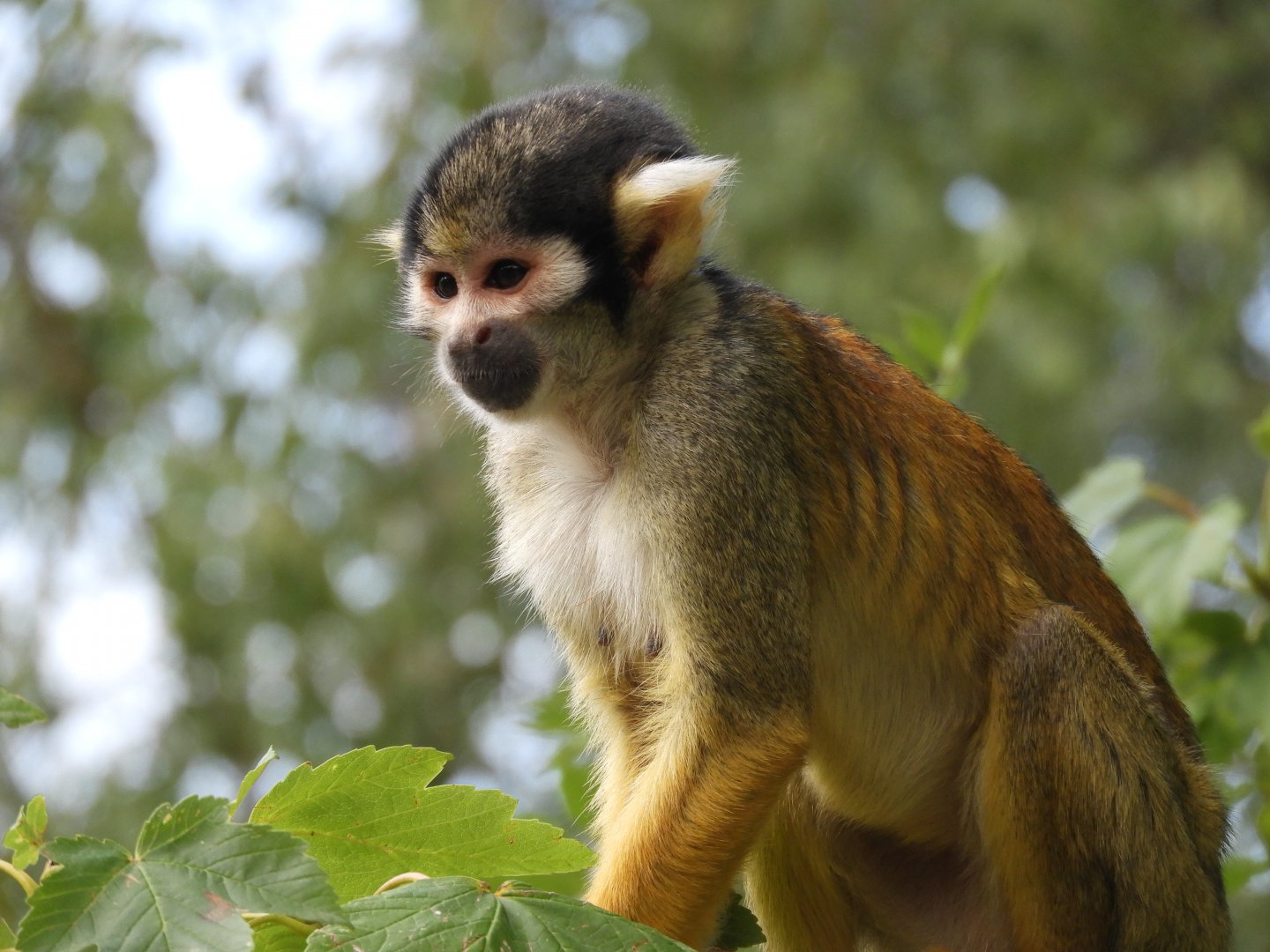 [2017] Black-capped squirrel monkey