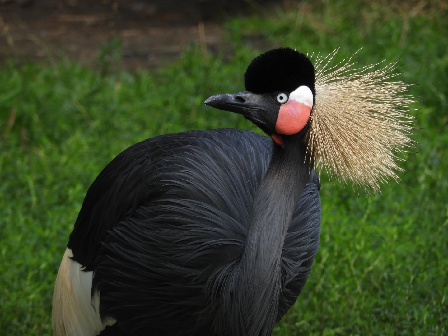 [2017] Black crowned crane