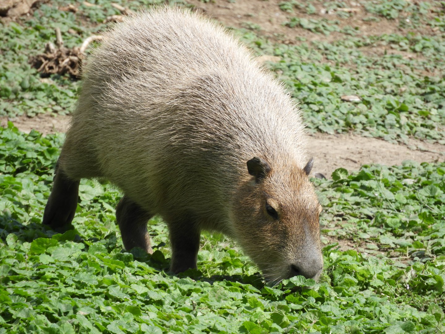 [2017] Capybara