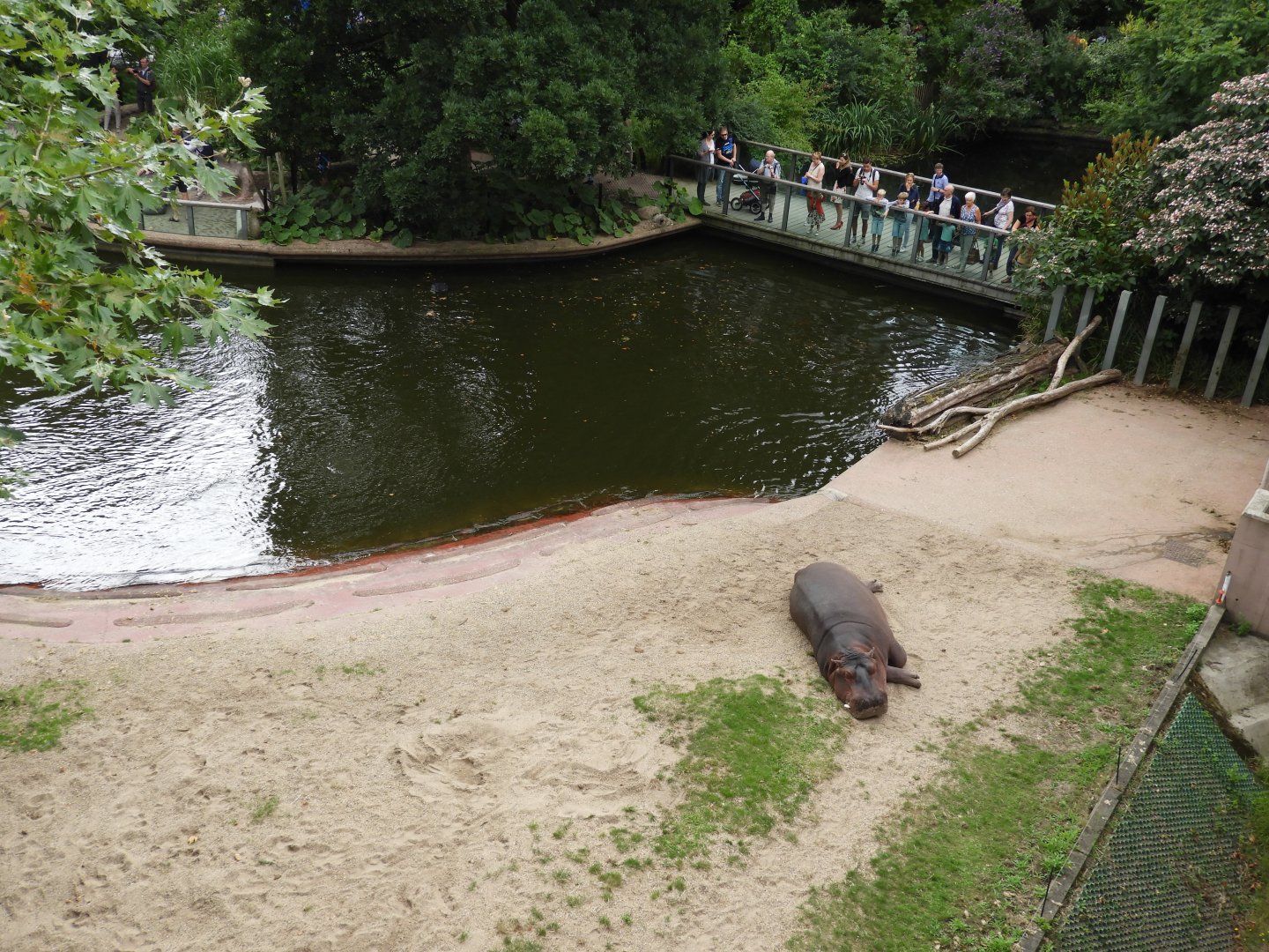 [2017] Common hippo enclosure