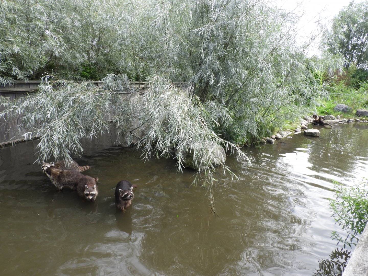 [2017] Common raccoon enclosure