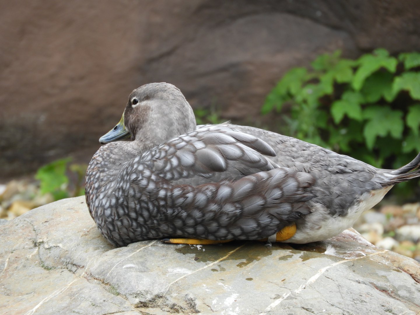 [2017] Flying steamerduck