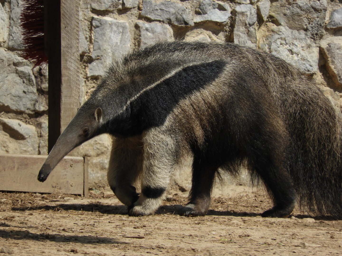 [2017] Giant anteater