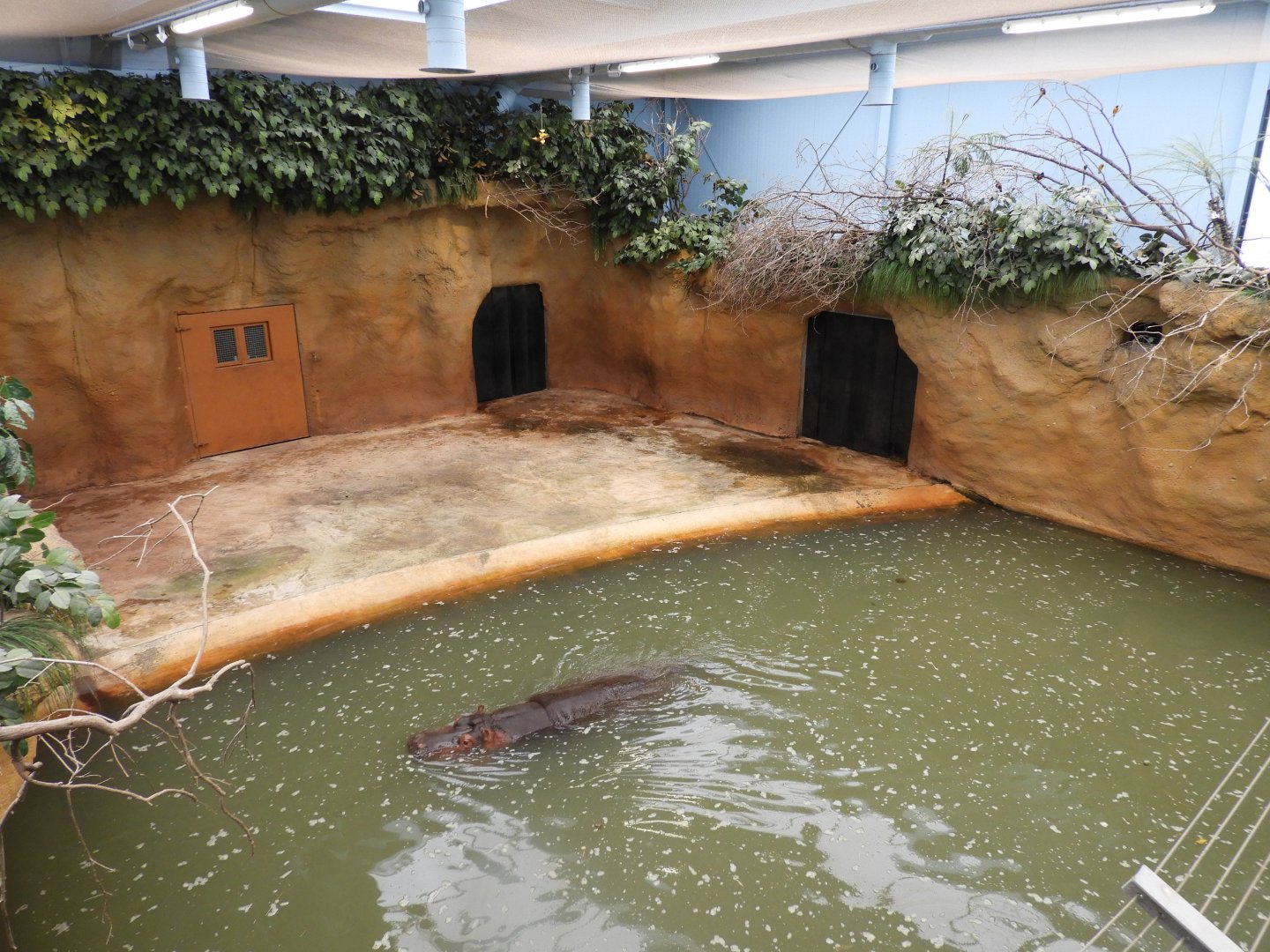 [2017] Inside the hippo house.