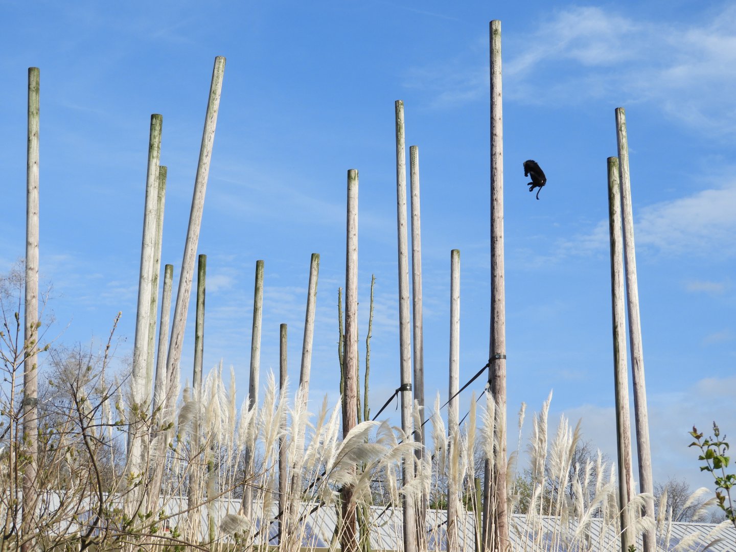 [2017] Lion-tailed macaque enclosure