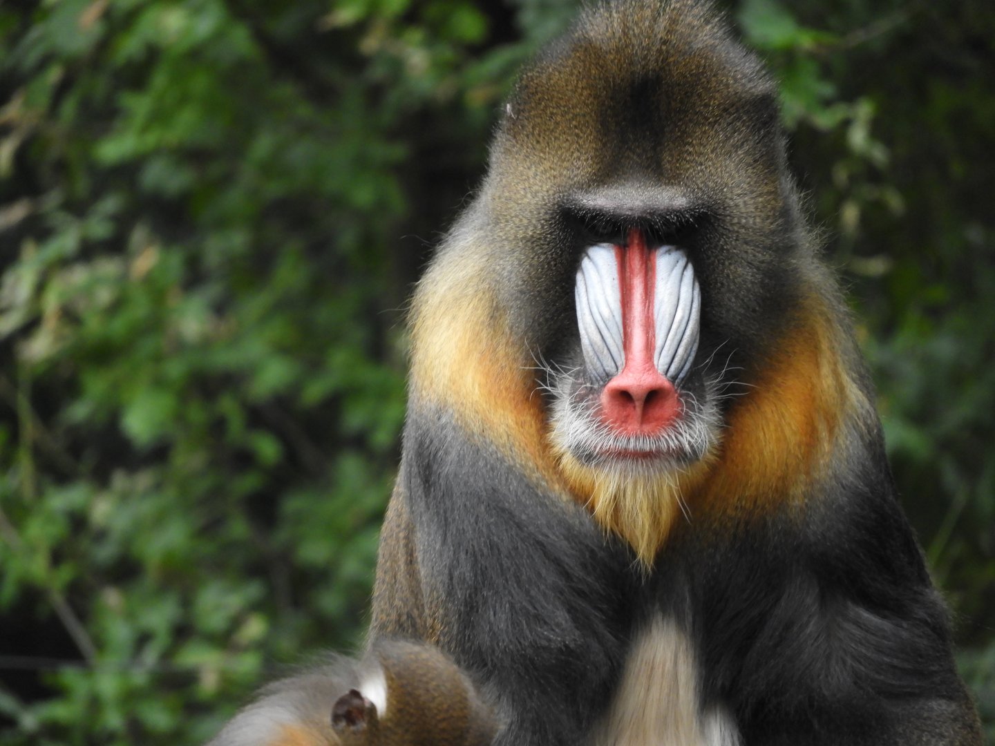 [2017] Mandrill
