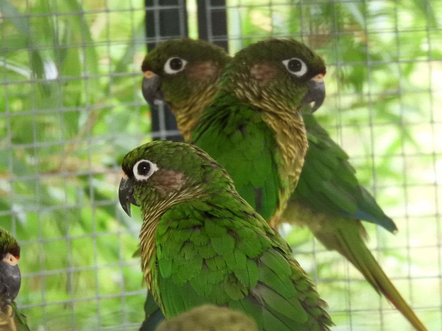 [2017] Maroon-bellied conure