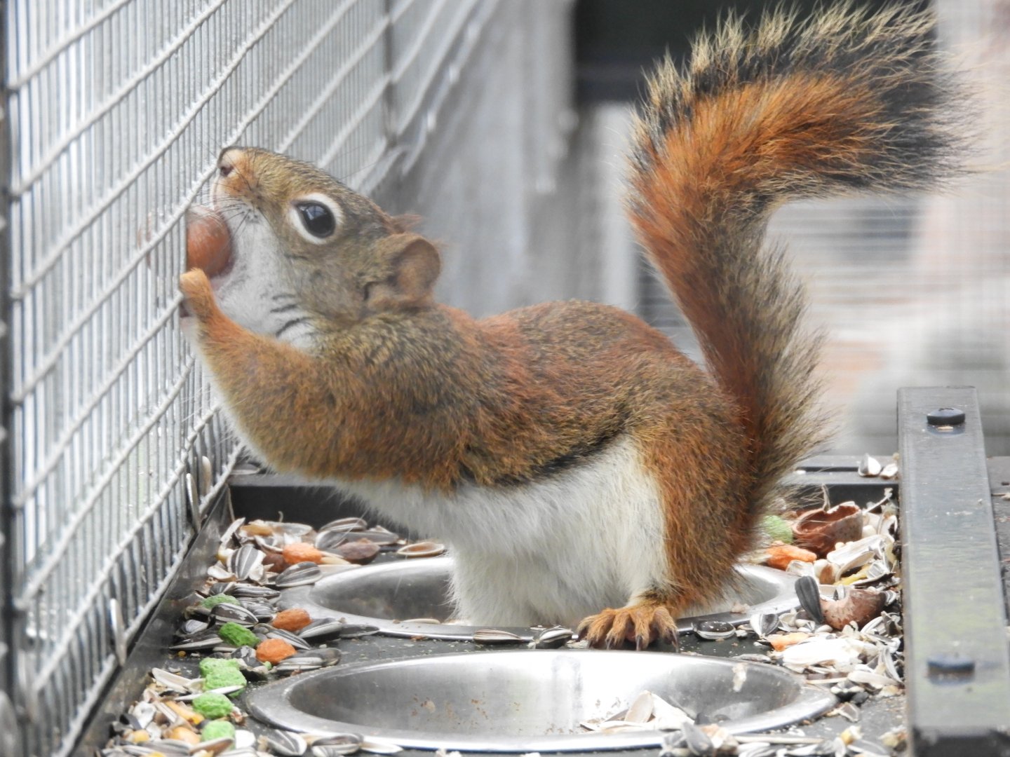 [2017] North American red squirrel