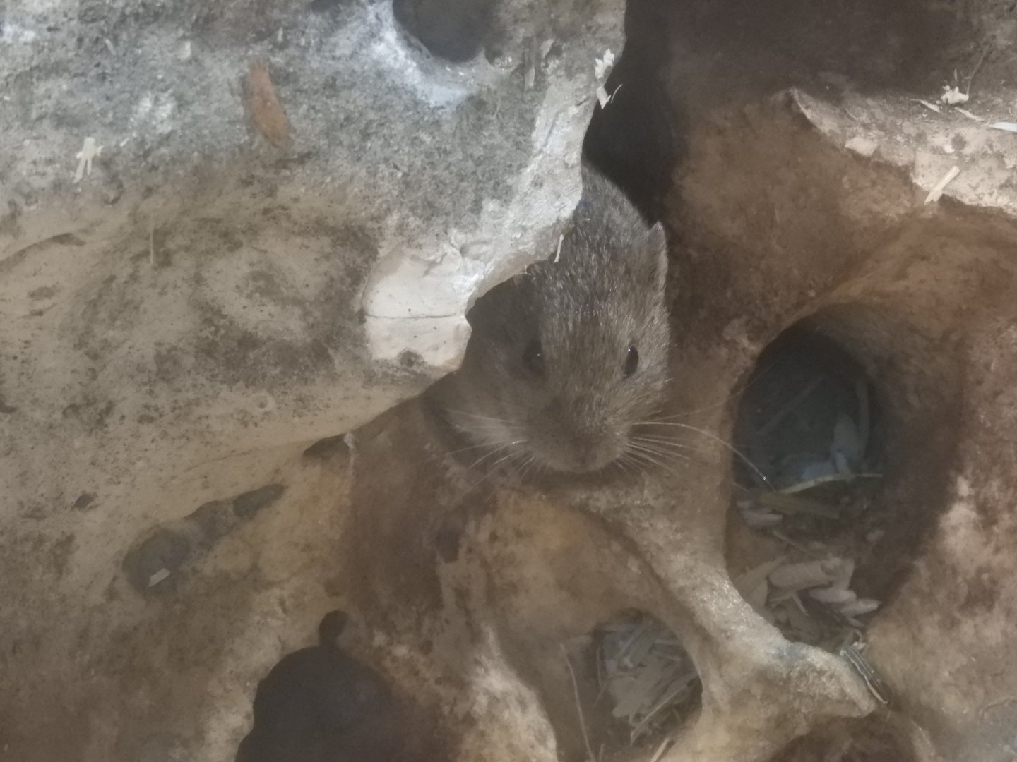 [2017] Northern bog lemming