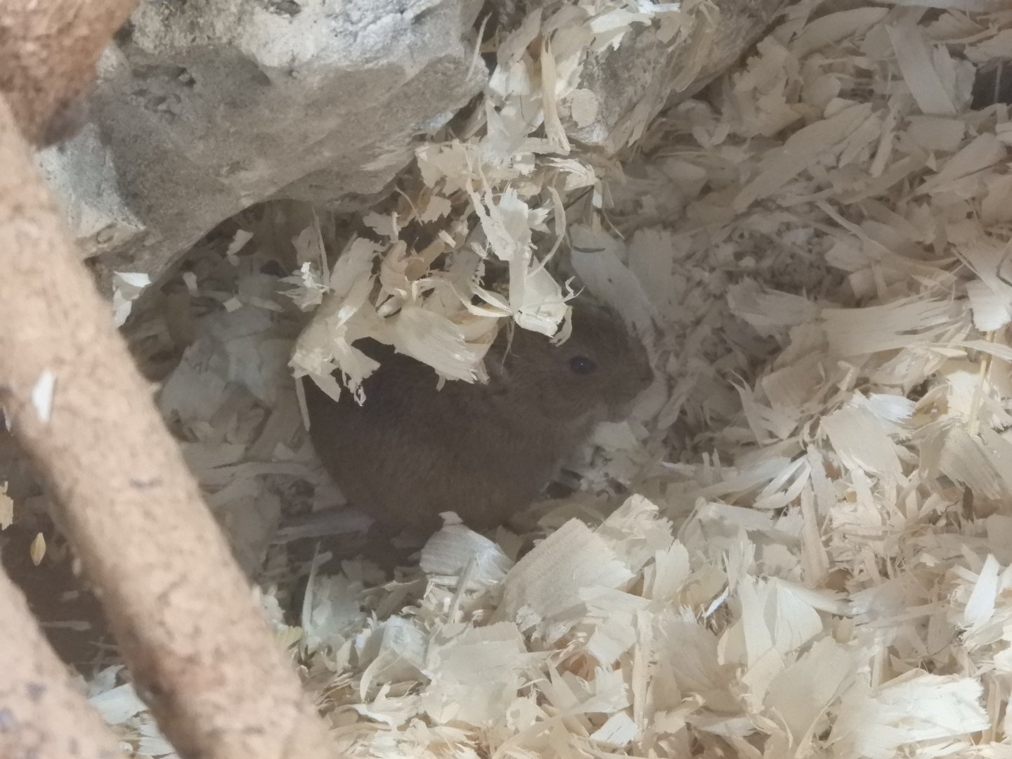 [2017] Northern bog lemming