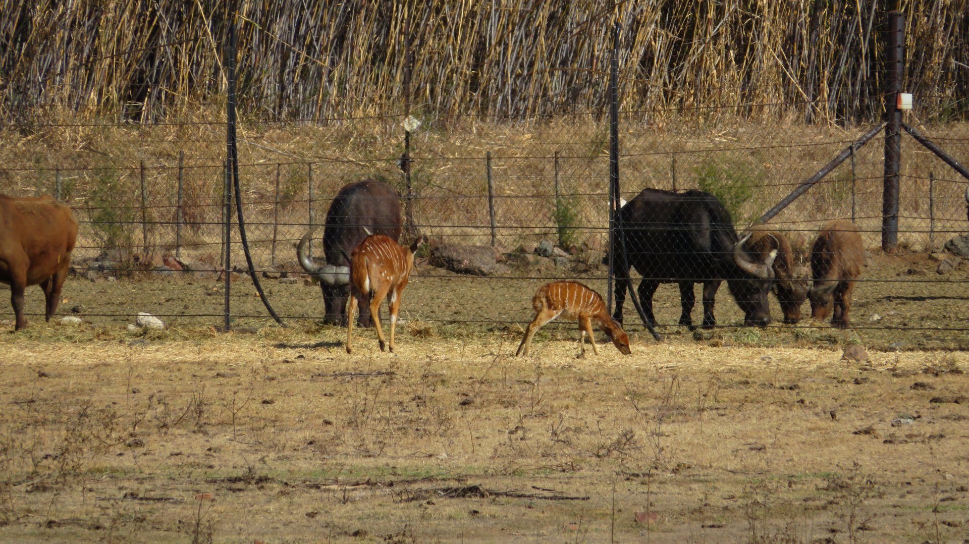 2017 Nyala, Cape Buffalo, African Forest Buffalo
