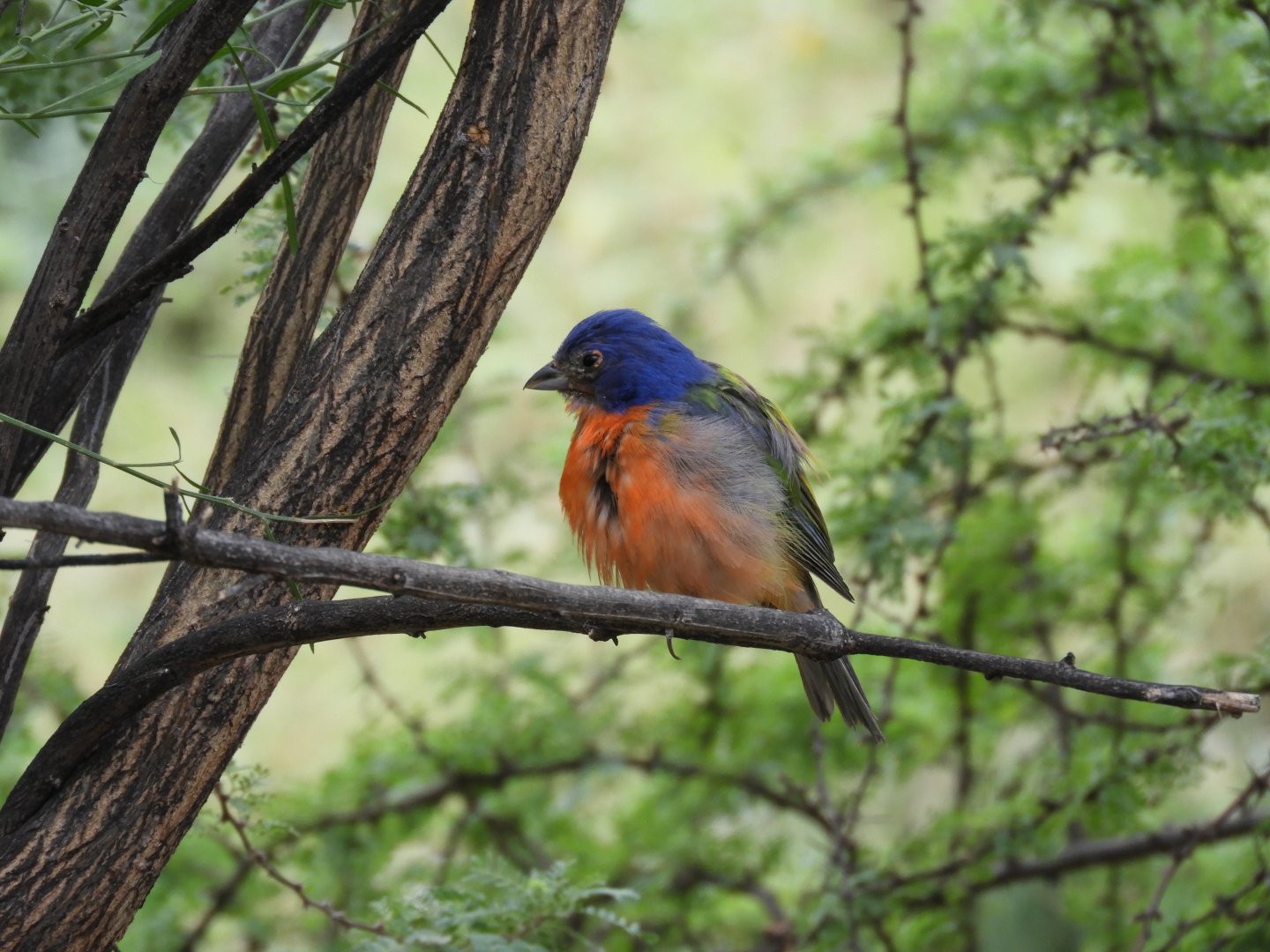 [2017] Painted bunting