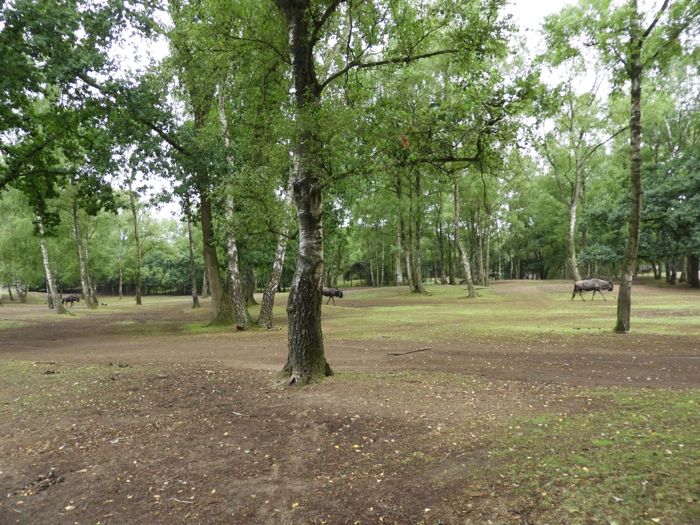 [2017] Part of the safari section.