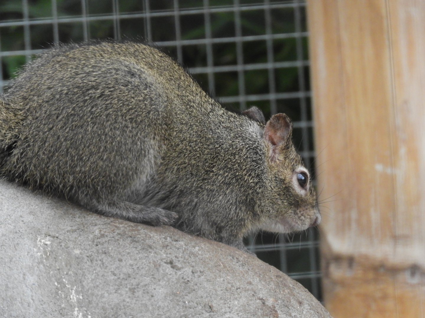 [2017] Pére Davids rock squirrel