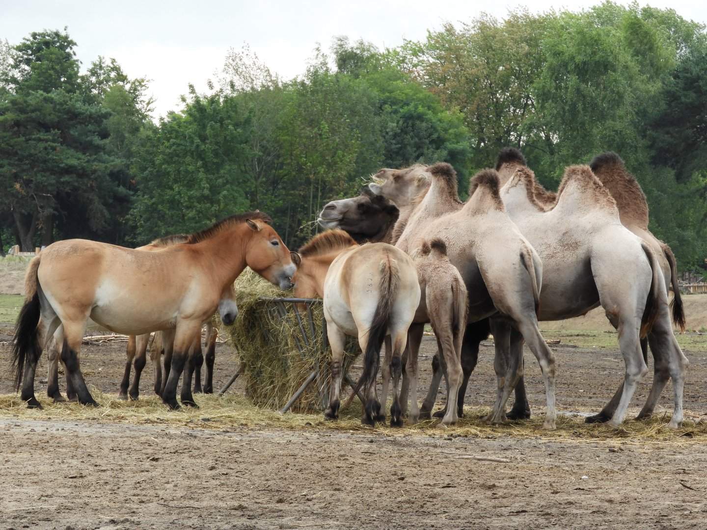 [2017] Prezwalski's horse and bactrian camel