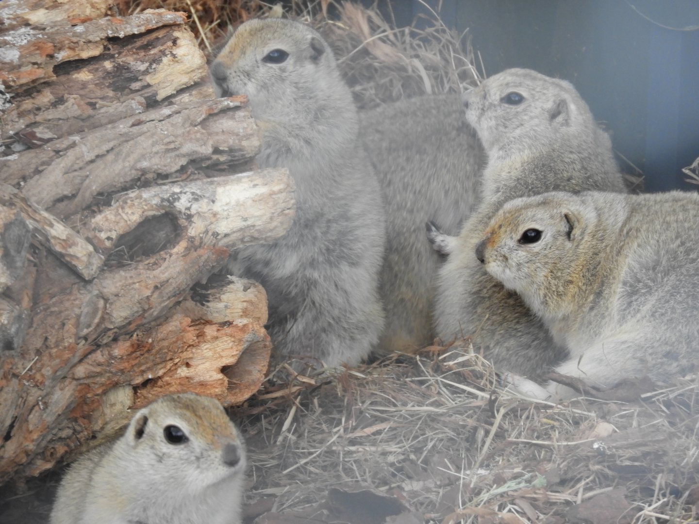 [2017] Richardson's ground squirrels