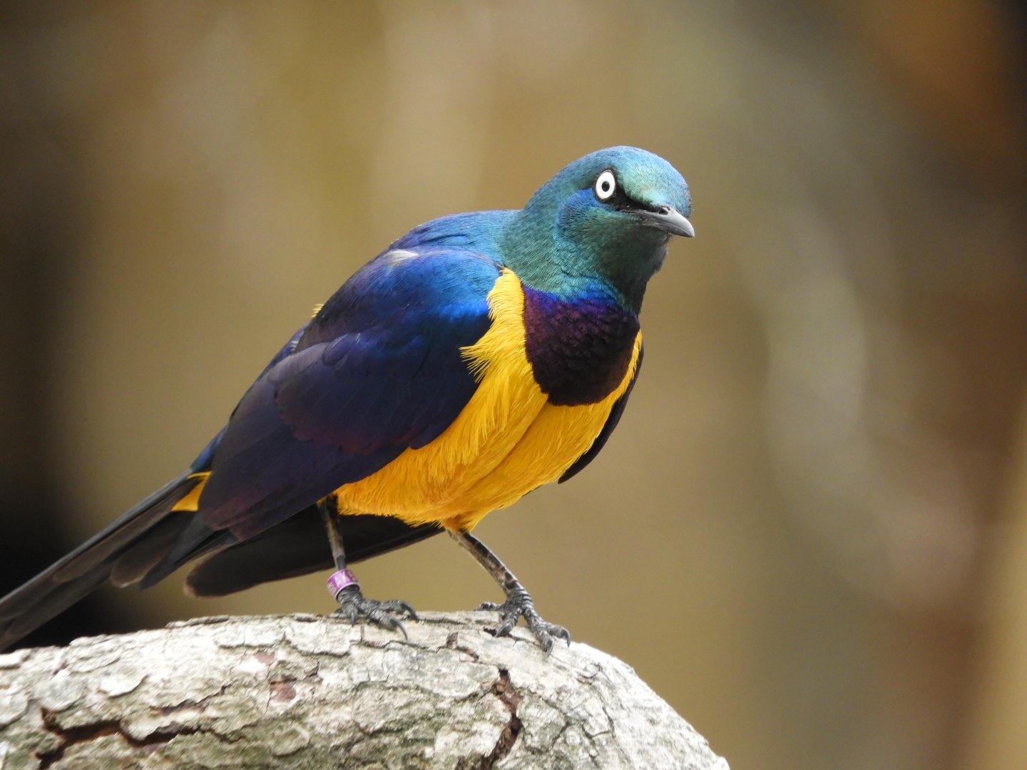 [2017] Royal starling