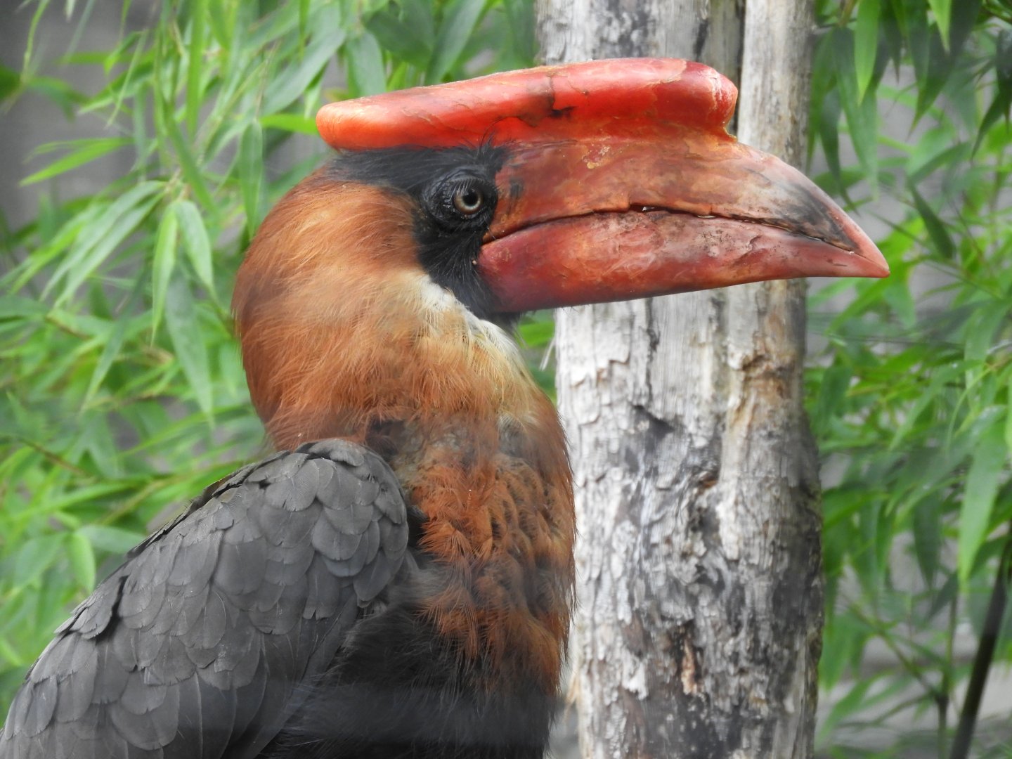 [2017] Rufous hornbill