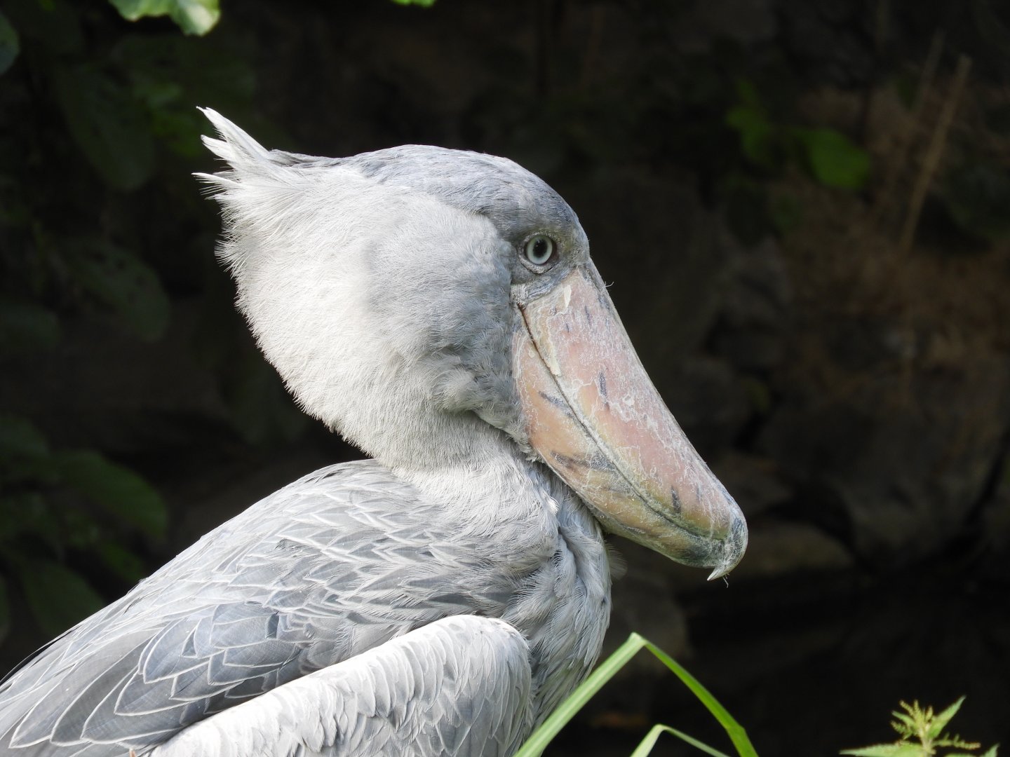 [2017] Shoebill