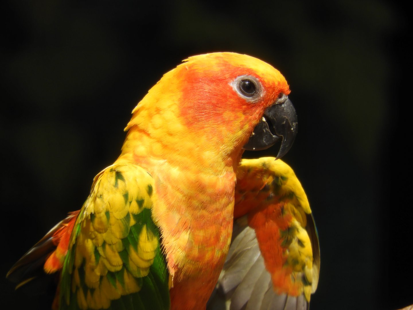 [2017] Sun conure