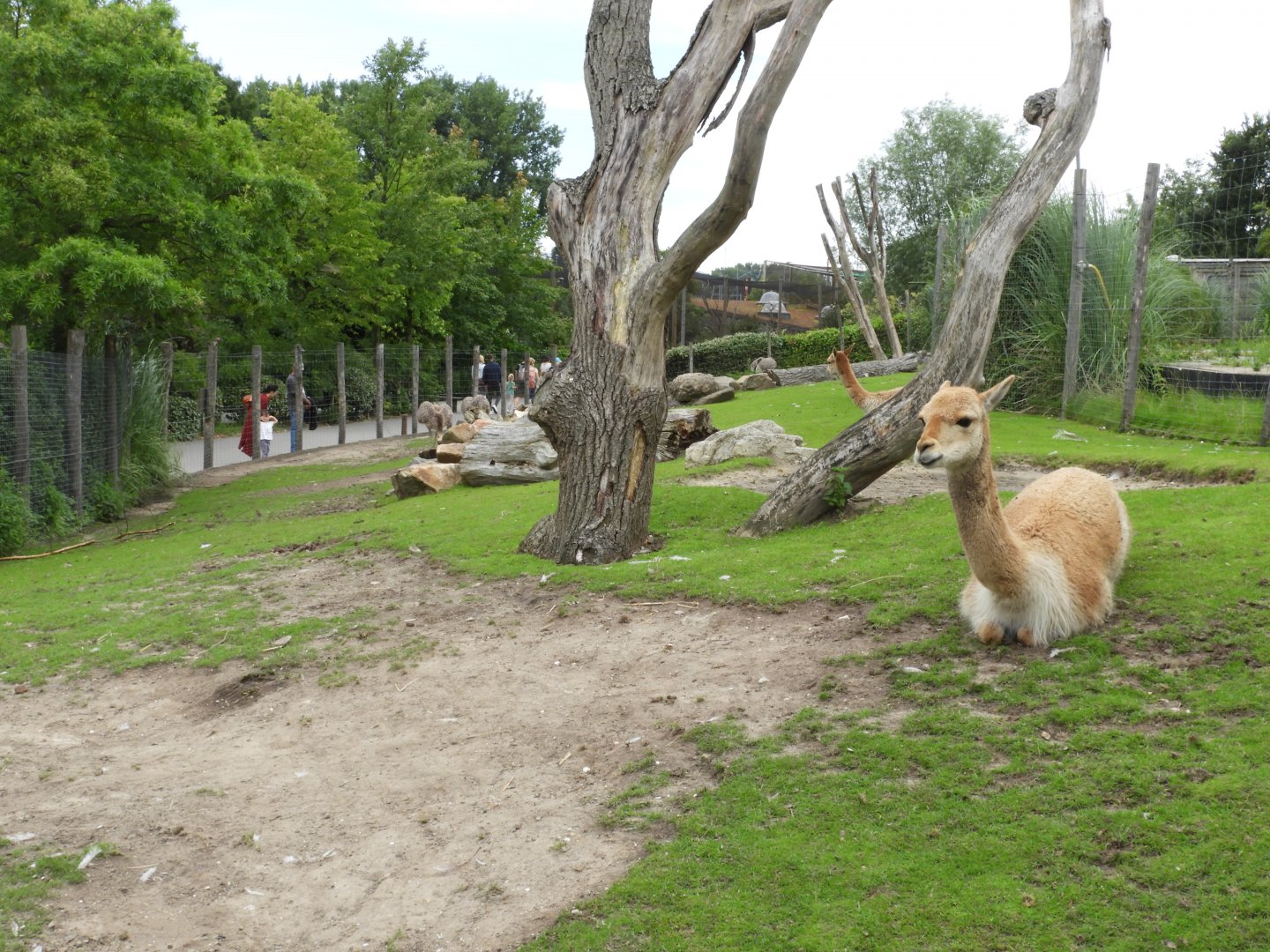 [2017] Vicuna enclosure