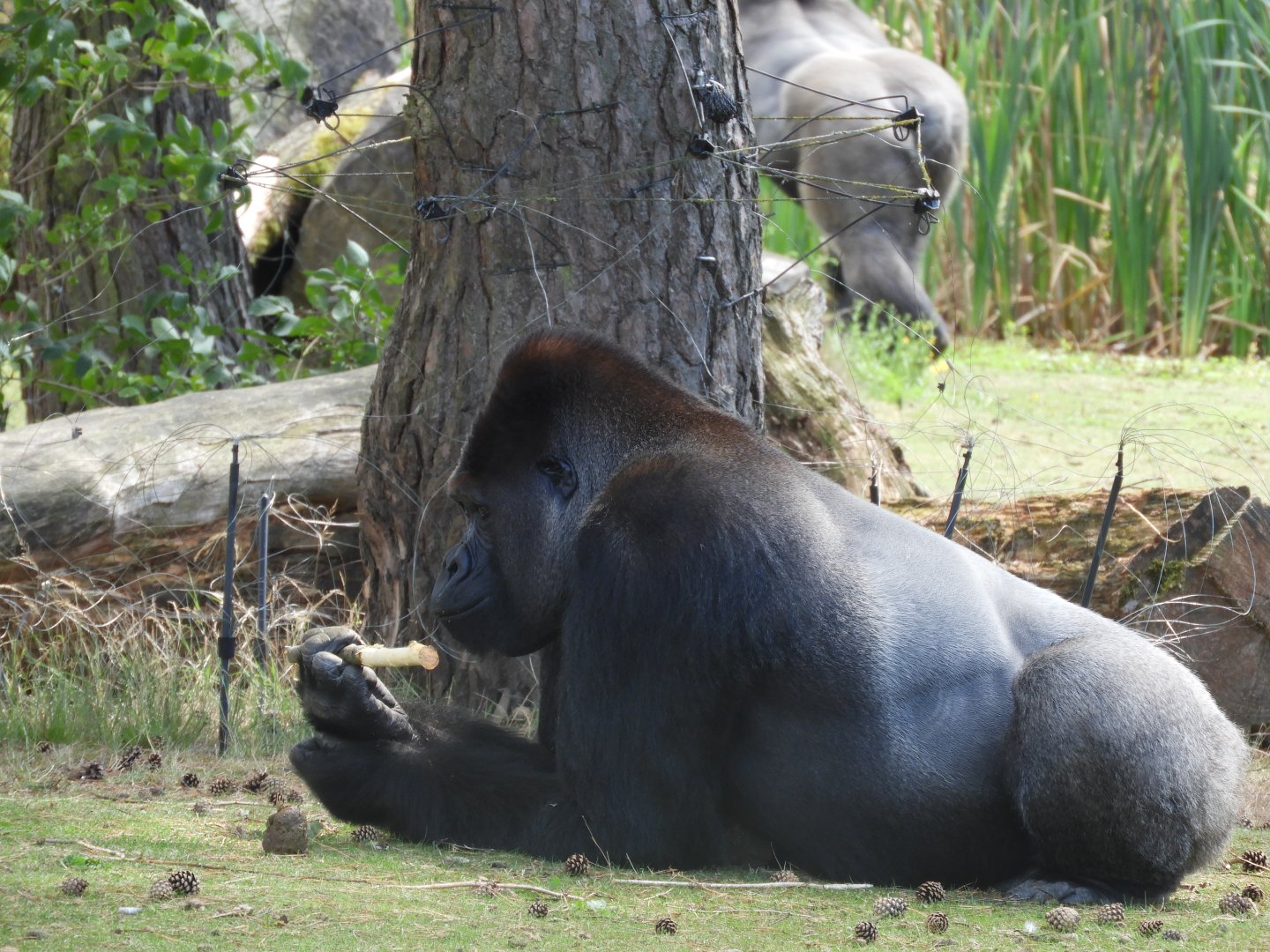 [2017] Western lowland gorilla