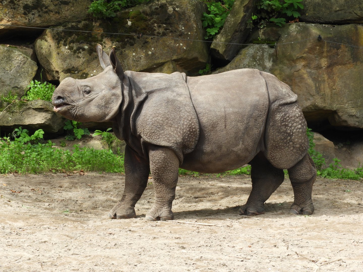 [2017] Young Indian rhino