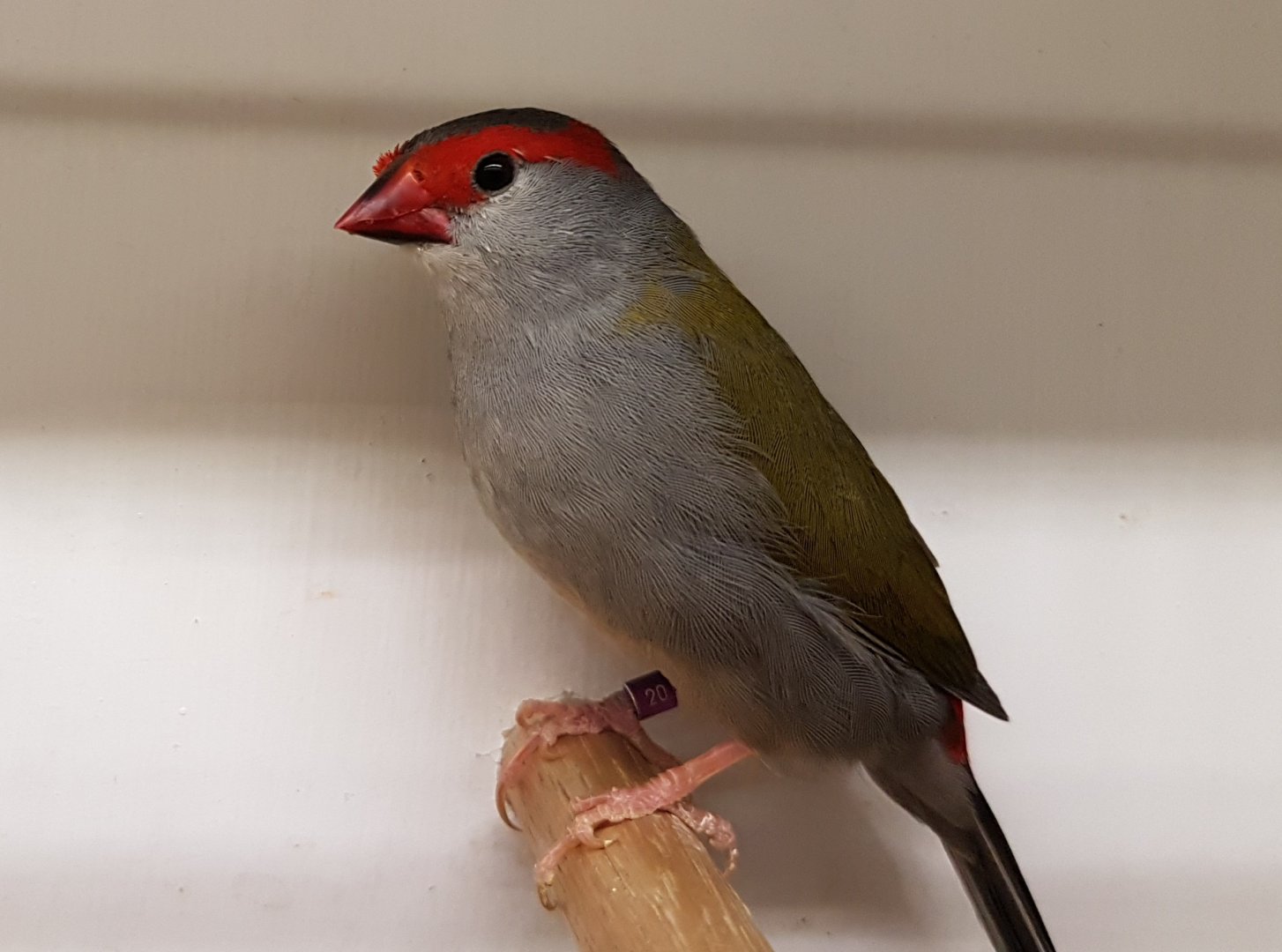 20170115_134306 Red-browed Finch