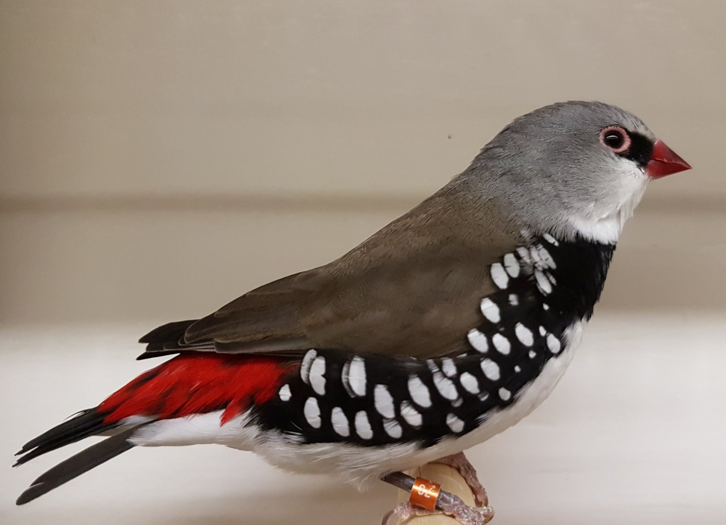 20170115_134404 Diamond Firetail